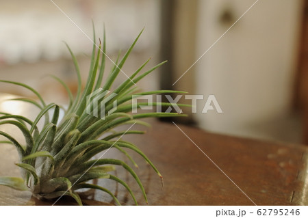 観葉植物 62795246