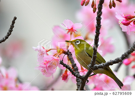 河津桜とメジロ 62795609