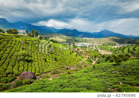 Tea plantations on hills in South India mountains Western Ghats. Munnar, Kerala, India Tea plantations on hills in South India mountains Western Ghats. Munnar, Kerala, India 62795690