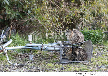 河原に捨てられた自転車のカゴでくつろぐ子猫の兄弟 横 の写真素材