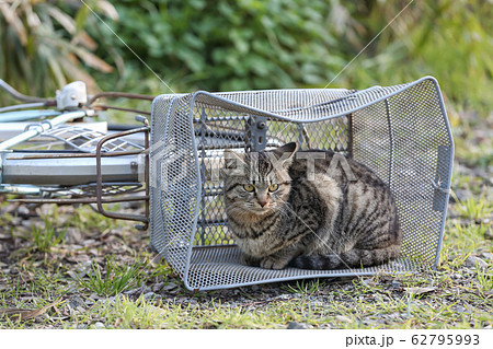 河原に捨てられた自転車のカゴでくつろぐ子猫 62795993