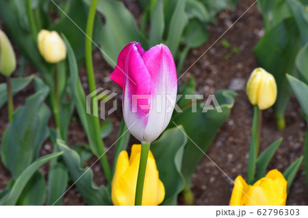 ピンククラウドと推定されるチューリップのピンクと白の花を撮影した写真の写真素材