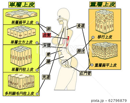 上皮組織構造イラストのイラスト素材