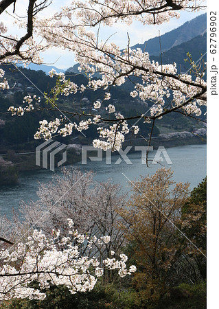 大渡ダム公園の桜 大渡ダム公園の桜 62796902