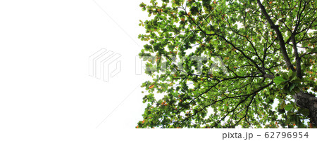 big tree with green leaves and white copy space 62796954