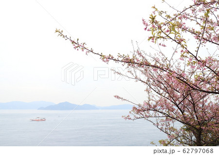 大角海浜公園の河津桜 62797068