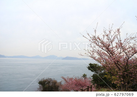 大角海浜公園の河津桜 大角海浜公園の河津桜 62797069