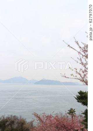 大角海浜公園の河津桜 大角海浜公園の河津桜 62797070