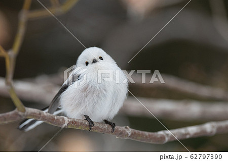 冬のシマエナガ 62797390