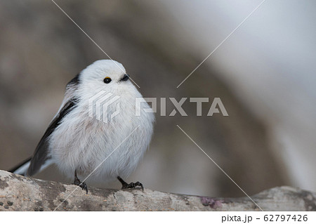 冬のシマエナガ 冬のシマエナガ 62797426