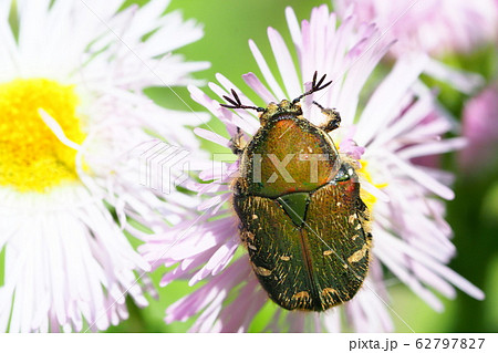 コアオハナムグリ 62797827