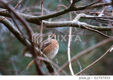 ハチジョウツグミ 62797959