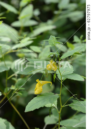 Touch-me-not balsam 62797975