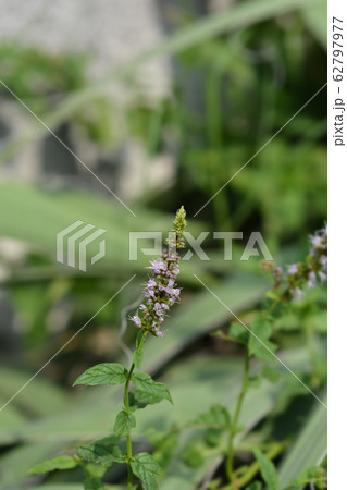 Common mint 62797977