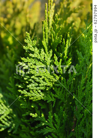 Dwarf golden oriental thuja 62797994