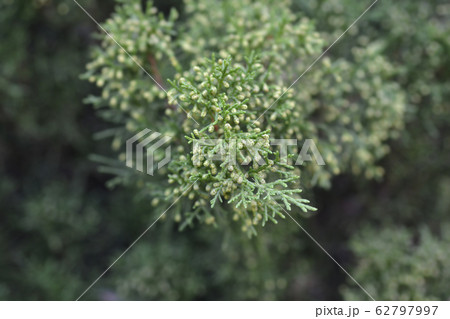 Savin Juniper 62797997