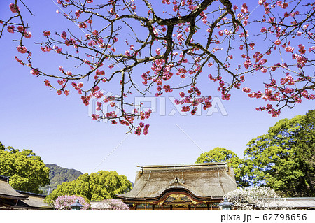 梅の花が満開の太宰府天満宮 の写真素材
