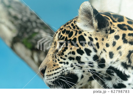 ジャガーの顔 ジャガーの顔 62798783