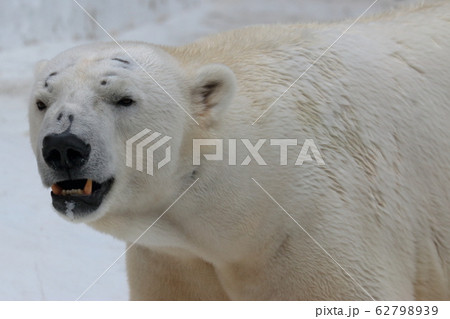 ホッキョクグマの顔 62798939