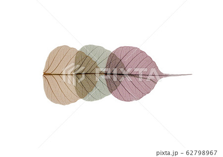 Colorful skeleton leaves decoration on white 62798967