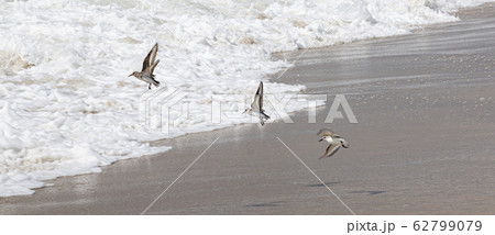 Three piping plovers flying over the waters edge 62799079