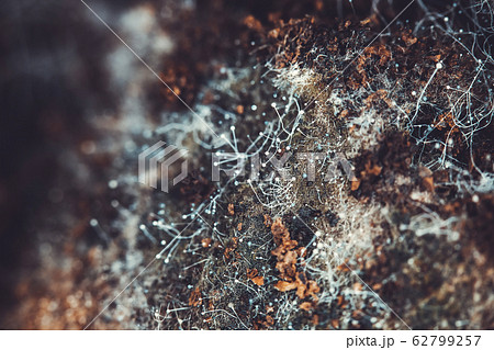 Fungus on old coffee ground for the background. Fungus on old coffee ground for the background. 62799257