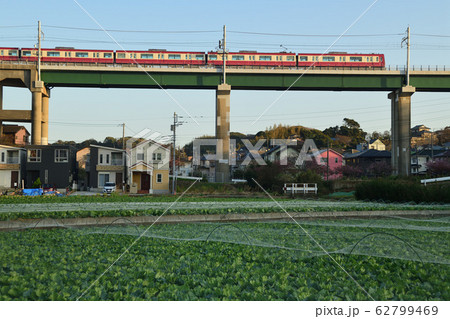 キャベツ畑を見下ろす鉄橋を走る京急電車 62799469