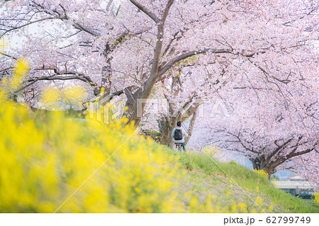 菜の花と桜 62799749