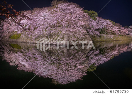彦根城の桜 彦根城の桜 62799750
