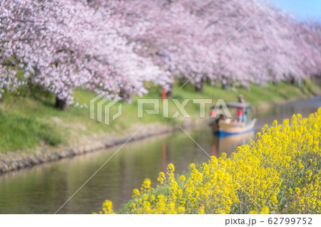 水郷の桜1 62799752