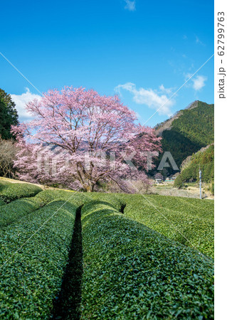 茶畑の早咲き桜1 茶畑の早咲き桜1 62799763