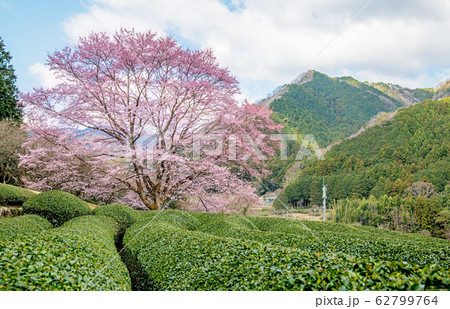 茶畑の早咲き桜2 茶畑の早咲き桜2 62799764