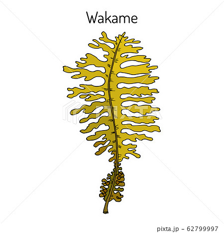 Wakame Undaria Pinnatifida Edible Seaweedのイラスト素材