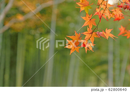 天龍寺の紅葉 62800640