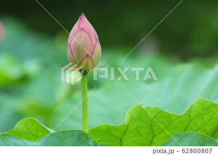蓮の蕾 62800807