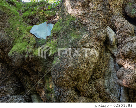 来宮神社 - 阿豆佐和気神社の大クス 62801593