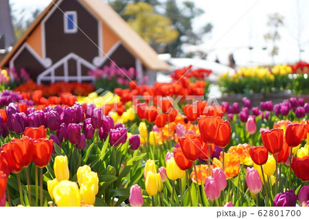 岐阜県海津市にある木曽三川センターのアイスチューリップの写真素材