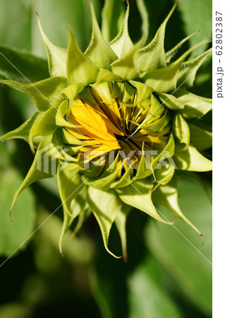 背丈の低い可愛いヒマワリ 背丈の低い可愛いヒマワリ 62802387