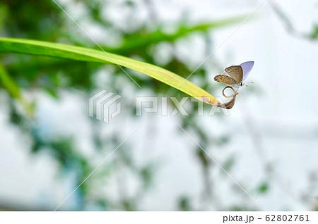 Tropical Luthrodes Pandava Butterfly on The Leaf Tropical Luthrodes Pandava Butterfly on The Leaf 62802761