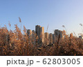 葦 葦原 松島 62803005