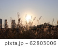 葦 葦原 夕焼け 62803006
