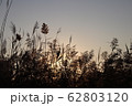 葦 葦原 夕焼け 62803120