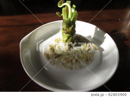生わさびをすりおろす 生わさびをすりおろす 62803900