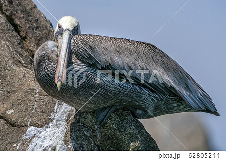 pelican in cabo san lucas mexico on a rock pelican in cabo san lucas mexico on a rock 62805244