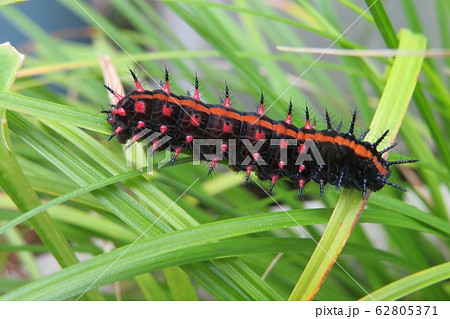 ツマグロヒョウモンの幼虫 62805371