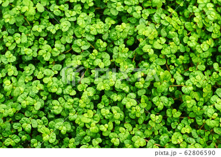 plant background - leaves of Soleirolia plant 62806590