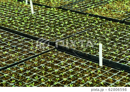 background - tiny plant sprouts in a seedling 62806598