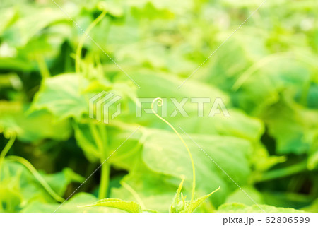 young cucumber vine with spirally twisted tendrils 62806599
