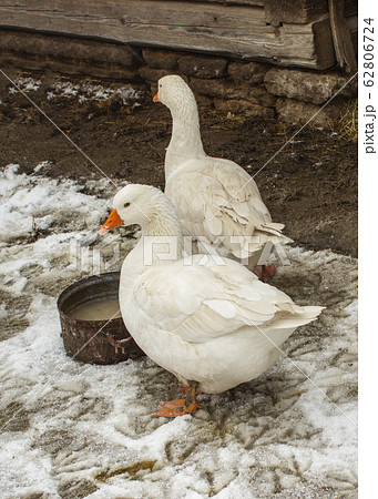Geese on a snowy backyard outdoors Geese on a snowy backyard outdoors 62806724