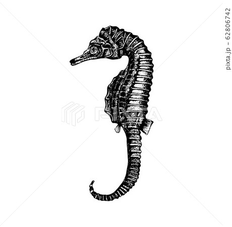 Vector hand drawn illustration of seahorse. Vector hand drawn illustration of seahorse. 62806742